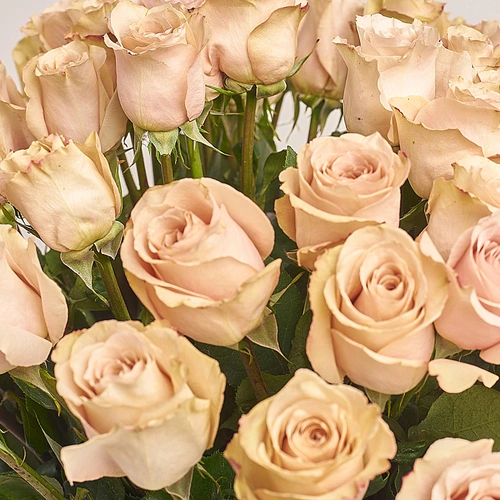Product image Bouquet of 51 Quicksand Roses, packaging: White, vendor code: 3482
