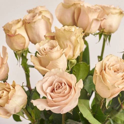 Зображення товару Букет 15 Троянд Квіксенд, пакування: Прозора, артикул: 3483