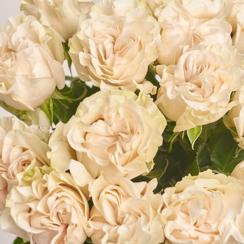 Зображення товару Букет 15 Білих піоновидних Троянд, пакування: Градієнт фіолетовий, артикул: 3484