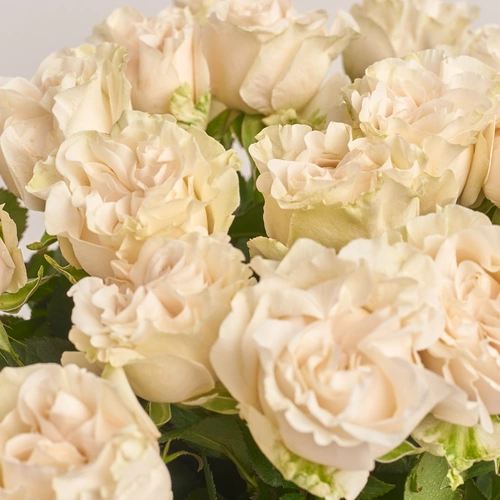 Product image Bouquet of 25 White Peony Roses, packaging: Gradiens blue, vendor code: 3485
