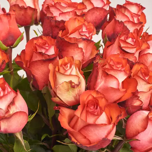 Product image Bouquet of 25 Iguana Roses, packaging: Kafin rose, vendor code: 3488