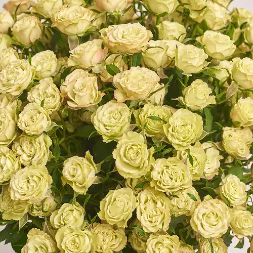 Product image Bouquet of 25 Green Spray Roses, packaging: Gradiens tiffany, vendor code: 3489