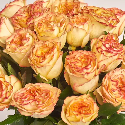 Product image Bouquet of 25 Aruba Roses, packaging: Gradiens blue, vendor code: 3491