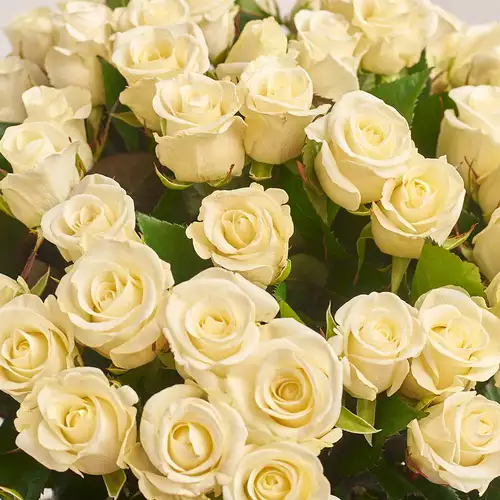 Product image Bouquet of 51 Beluga Roses, packaging: Pink, vendor code: 3492