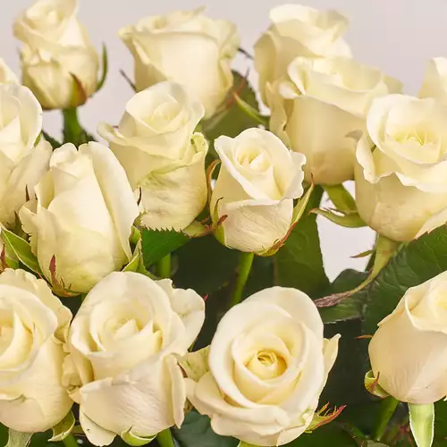 Product image Bouquet of 19 Beluga Roses, packaging: Kafin rose, vendor code: 3493