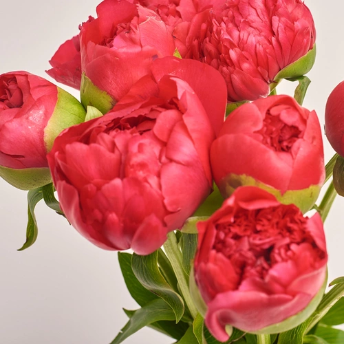 Product image Bouquet of 11 Crimson Peonies, packaging: Gradiens blue, vendor code: 3494