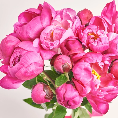 Product image Bouquet of 15 Crimson Peonies, packaging: White, vendor code: 3495