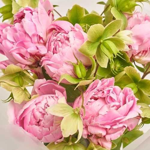 Product image Bouquet of 5 Pink Peonies and Helleboruses, packaging: Transparent, vendor code: 3497