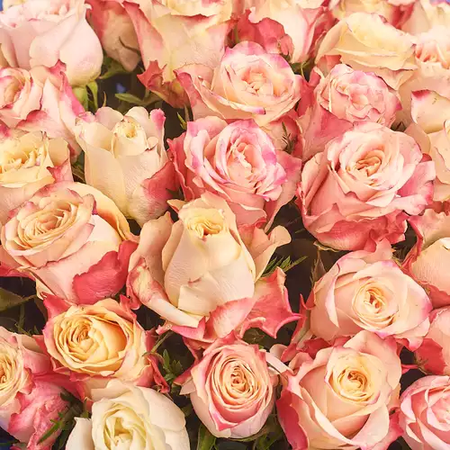 Product image Bouquet of 51 Cream-red roses, packaging: Newspaper, vendor code: 3499