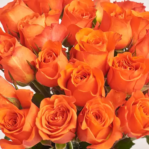 Product image Bouquet of 25 Terracotta Roses, packaging: Gray, vendor code: 3500
