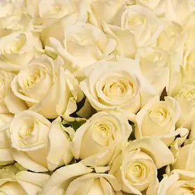 Букет 101 Белая Роза