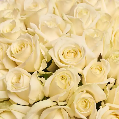 Изображение товара Букет 101 Белая Роза, упаковка: Пудровая, артикул: 2079