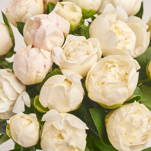 Product image Bouquet of 15 Cream Peonies, packaging: Gradiens violet, vendor code: 3501