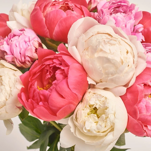 Изображение товара Букет 15 Пионов яркий микс, упаковка: Градиент фиолетовый, артикул: 3503