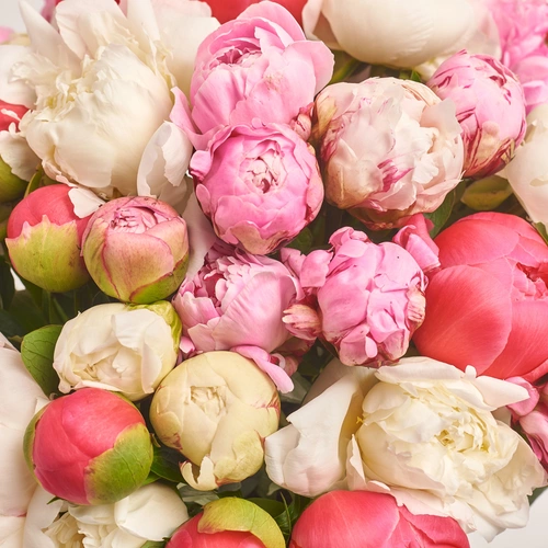 Изображение товара Букет 51 Пион яркий микс, упаковка: Градиент синий, артикул: 3504