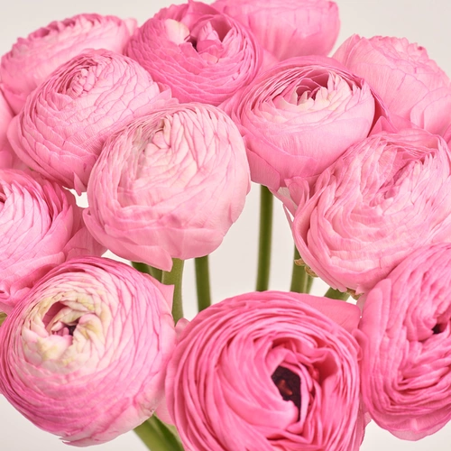 Product image Bouquet 15  Bright Pink Ranunculuses, packaging: Gradiens tiffany, vendor code: 3505