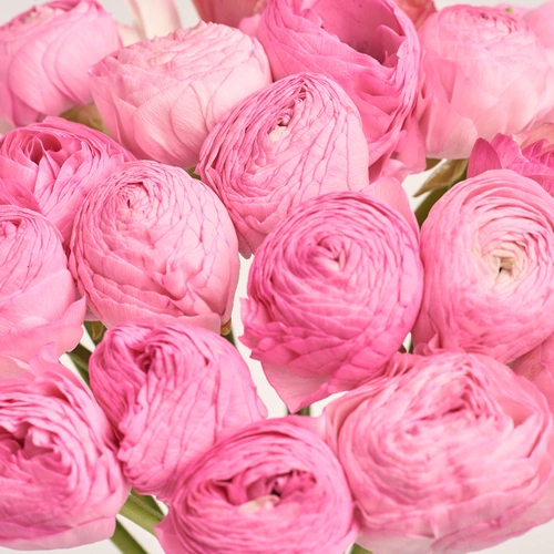 Product image Bouquet 25  Bright Pink Ranunculuses, packaging: Transparent, vendor code: 3506
