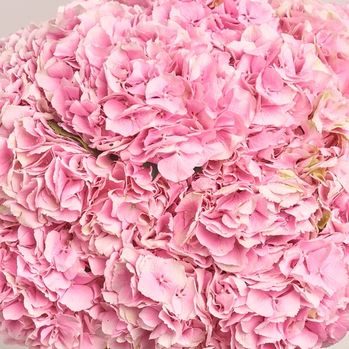 Product image Bouquet of 25 Pink Hydrangeas, packaging: Gradiens light blue, vendor code: 3508