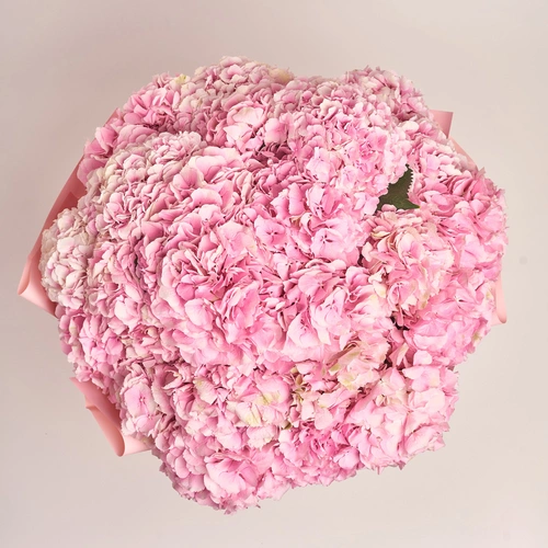 Product image Bouquet of 25 Pink Hydrangeas, packaging: Gradiens light blue, vendor code: 3508