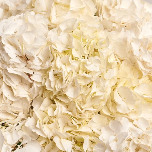 Product image Bouquet of 21 White Hydrangeas, packaging: Coral, vendor code: 3509