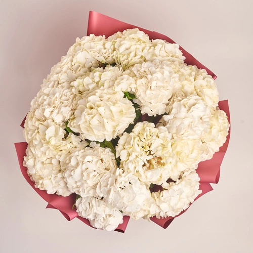 Product image Bouquet of 21 White Hydrangeas, packaging: Coral, vendor code: 3509