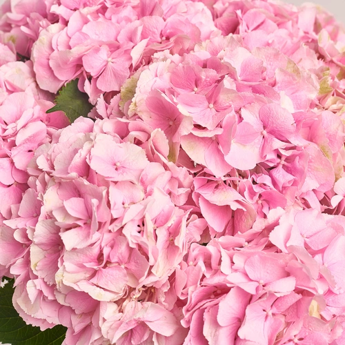 Product image Bouquet of 15 Pink Hydrangeas, packaging: Pink, vendor code: 3510