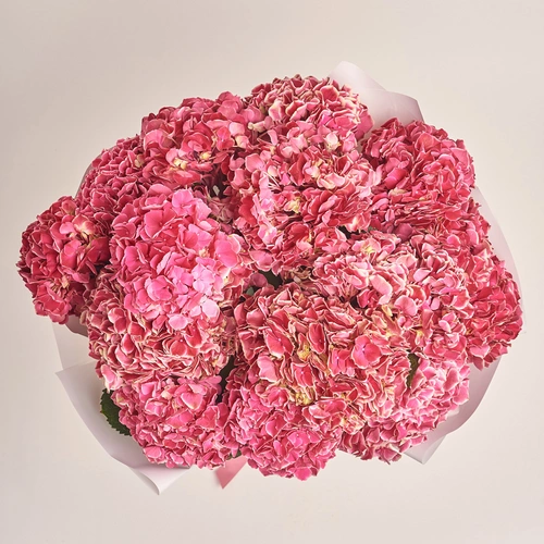 Product image Bouquet of 15 Crimson Hydrangeas Bicolor, packaging: White, vendor code: 3511