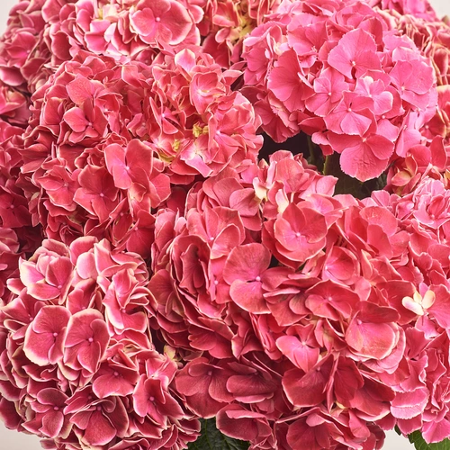 Product image Bouquet of 15 Crimson Hydrangeas Bicolor, packaging: White, vendor code: 3511