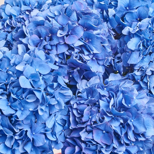 Product image Bouquet of 7 Blue Hydrangeas, packaging: Transparent, vendor code: 3513