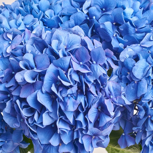 Product image Bouquet of 5 Blue Hydrangeas, packaging: Pink, vendor code: 3514