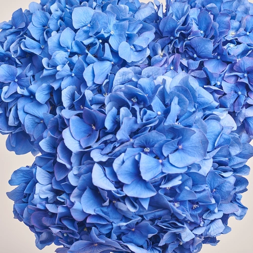 Product image Bouquet of 3 Blue Hydrangeas, packaging: Gradiens blue, vendor code: 3515