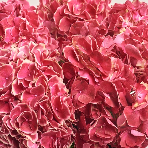 Product image Bouquet of 5 Crimson Hydrangeas Bicolor, packaging: Gradiens pink, vendor code: 3516