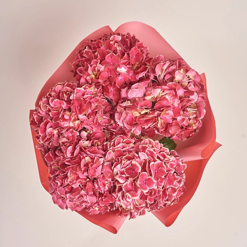Product image Bouquet of 5 Crimson Hydrangeas Bicolor, packaging: Gradiens pink, vendor code: 3516