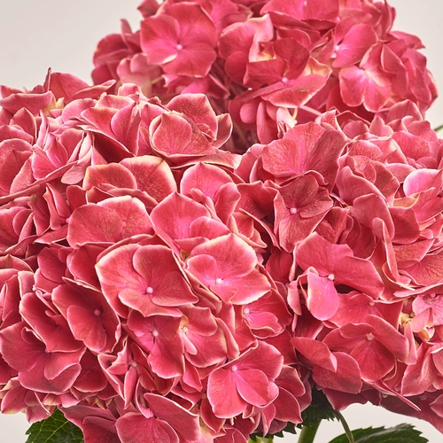 Product image Bouquet of 3 Crimson Hydrangeas Bicolor, packaging: Gradiens blue, vendor code: 3517