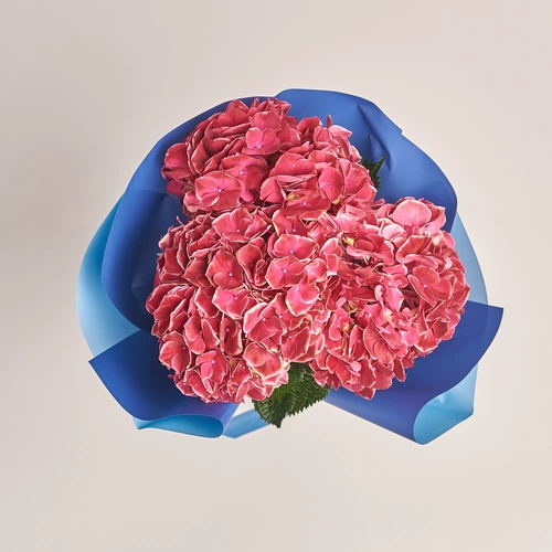 Product image Bouquet of 3 Crimson Hydrangeas Bicolor, packaging: Gradiens blue, vendor code: 3517