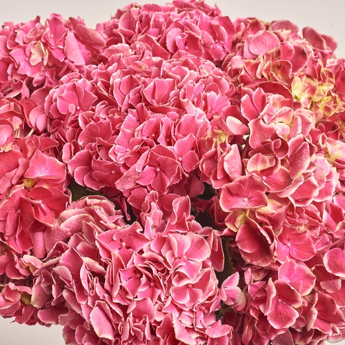 Product image Bouquet of 7 Crimson Hydrangeas Bicolor, packaging: 
Graphite, vendor code: 3518