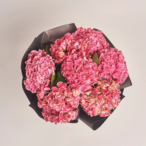 Product image Bouquet of 7 Crimson Hydrangeas Bicolor, packaging: 
Graphite, vendor code: 3518