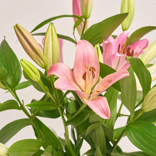 Product image Bouquet of 25 Lilies mix, packaging: Powder, vendor code: 3519