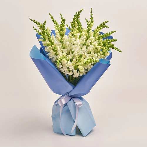 Product image Bouquet of 25 White Antirrhínums, packaging: Gradiens blue, vendor code: 3520