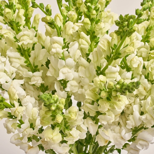 Product image Bouquet of 25 White Antirrhínums, packaging: Gradiens blue, vendor code: 3520