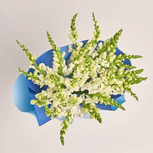 Product image Bouquet of 25 White Antirrhínums, packaging: Gradiens blue, vendor code: 3520