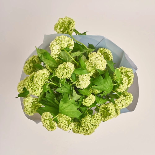 Зображення товару Букет 9 Вібурнумів, пакування: Біла, артикул: 3521