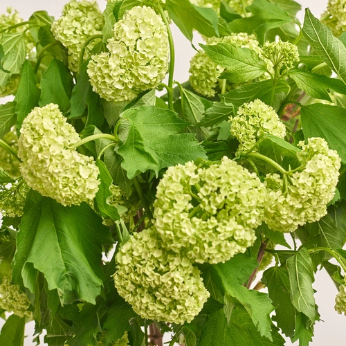 Product image Bouquet of 9 Viburnums, packaging: White, vendor code: 3521