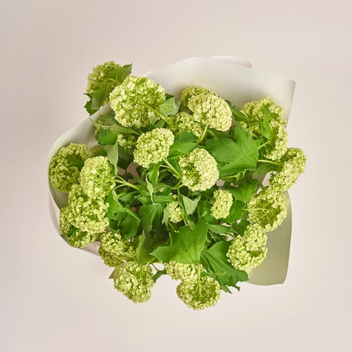Product image Bouquet of 9 Viburnums, packaging: White, vendor code: 3521