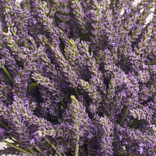 Product image Bouquet of Lavender M, packaging: Newspaper, vendor code: 3522