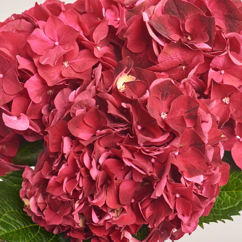 Product image Bouquet of 3 Red Hydrangeas, packaging: White, vendor code: 3523