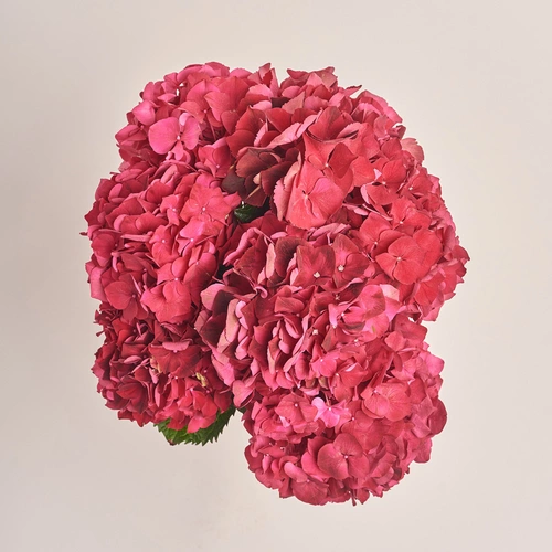 Зображення товару Букет 7 Червоних Гортензій, пакування: Прозора, артикул: 3524