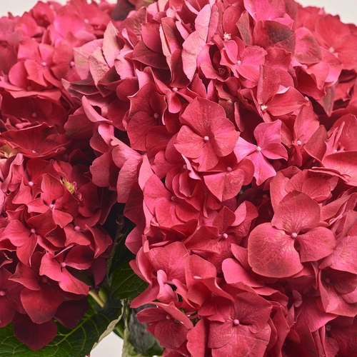 Product image Bouquet of 7 Red Hydrangeas, packaging: Transparent, vendor code: 3524