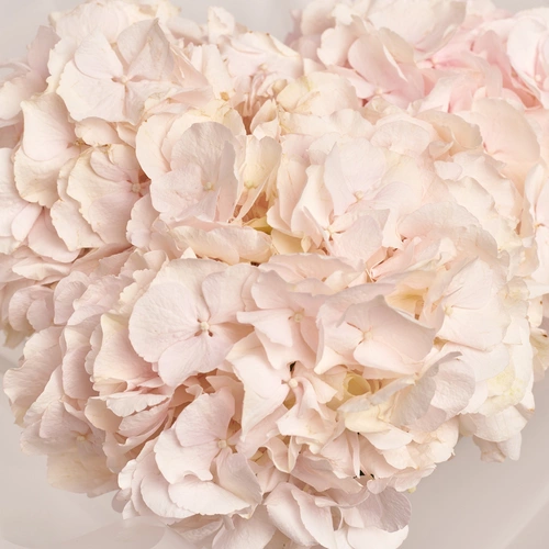 Product image Bouquet of 3 Light Pink Hydrangeas, packaging: Gradiens violet, vendor code: 3525