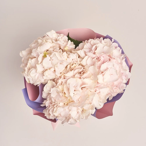 Product image Bouquet of 3 Light Pink Hydrangeas, packaging: Gradiens violet, vendor code: 3525